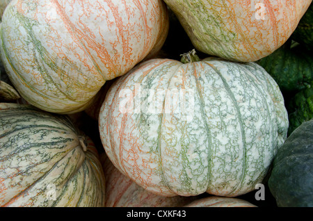 California fruit stand. Courges d'hiver, "un de trop" heirloom variété de citrouilles. Banque D'Images