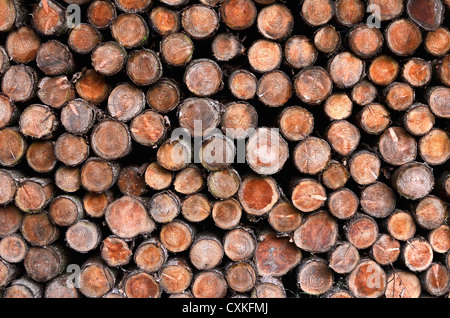 Pile de mélèzes. Vue plus large. Coupe transversale d'un tronc d'arbre, coupe transversale de tronc d'arbre, anneaux de tronc d'arbre. Métaphore de la capture du carbone. Banque D'Images