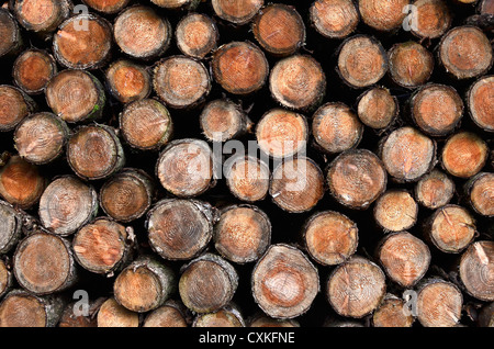 Pile de mélèzes. Coupe transversale d'un tronc d'arbre, coupe transversale de tronc d'arbre, anneaux de tronc d'arbre. Métaphore de la capture du carbone, corbon capturé. Banque D'Images