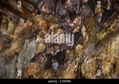 Les chauves-souris à l'intérieur de la Grotte des chauves-souris frugivores de l'Ankarana (Eidolon dupreanum), Parc National d'Ankarana, Nord de Madagascar Banque D'Images