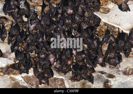 Les chauves-souris à l'intérieur de la Grotte des chauves-souris frugivores de l'Ankarana (Eidolon dupreanum), Parc National d'Ankarana, Nord de Madagascar Banque D'Images