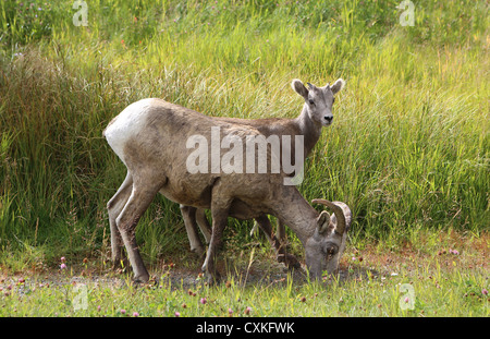 Deux Mouflon des montagnes Kananskis en Alberta Canada Banque D'Images