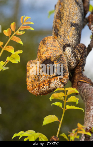 Géant malgache Madagascar ou l'Oustalet (Caméléon Furcifer oustaleti), Montagne des FranIais Réserver, Antsiranana Banque D'Images