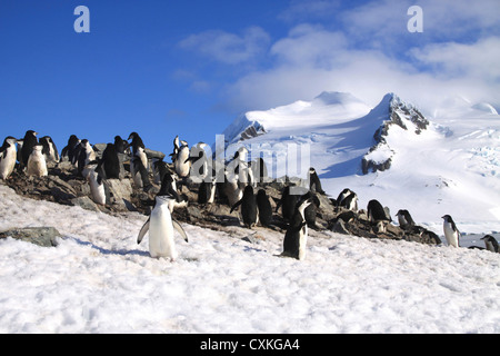 Manchots et poussins (Pygoscelis papua) à rookery dans Paradise Harbour, l'Antarctique Banque D'Images