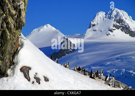 Manchots et poussins (Pygoscelis papua) à rookery dans Paradise Harbour, l'Antarctique Banque D'Images