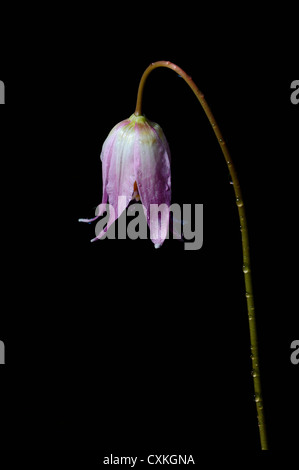 Faon rose Lily. L'Erythronium revolutum , Courtenay, Comox Valley, l'île de Vancouver, Canada Banque D'Images