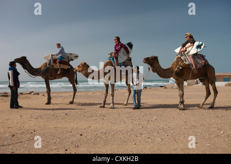 Les surfeurs sur des chameaux à Sidi Kaouki, Maroc Banque D'Images