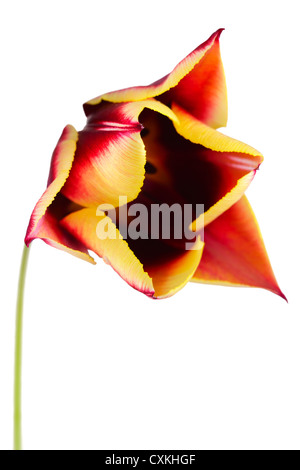 Gros plan d'une fleur de tulipe isolé sur fond blanc Banque D'Images