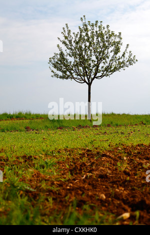 Les jeunes apple tree sur champ, soir, le ressort, la sarre / Allemagne Banque D'Images