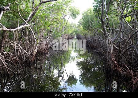 Forêt de mangroves dans les Everglades de Floride usa Banque D'Images