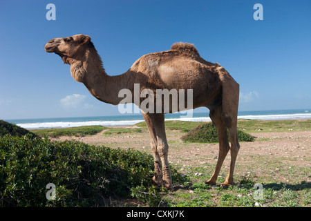 Camel sur plage près de Essaouira, Maroc Banque D'Images