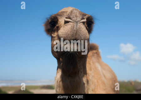 Camel sur plage près de Essaouira, Maroc Banque D'Images