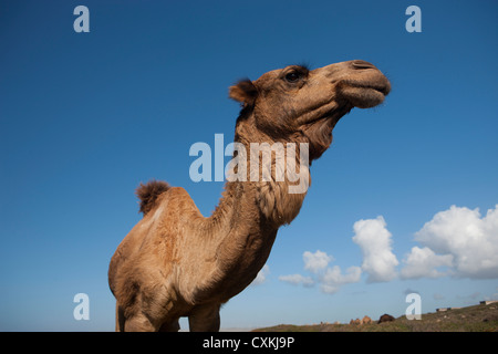 Camel sur plage près de Essaouira, Maroc Banque D'Images