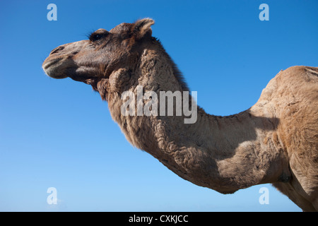 Camel sur plage près de Essaouira, Maroc Banque D'Images