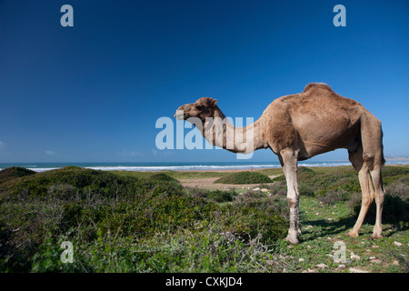 Camel sur plage près de Essaouira, Maroc Banque D'Images