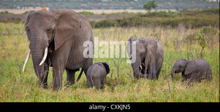 Une famille d'éléphants se nourrit d'herbes frais du printemps dans la région de Ranch Manyara Conservancy, en Tanzanie. Banque D'Images