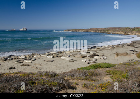 La Californie, la côte du Pacifique, Cambria, plage de Piedras Blancas. Léphant (WILD : Mirounga angustirostris) colonie. Banque D'Images