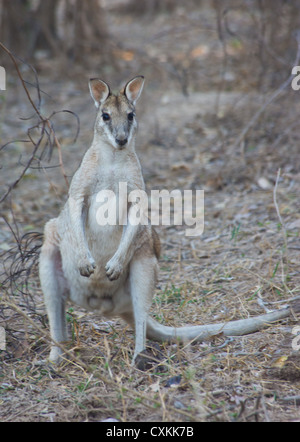 Wallaby Agile (Macropus agilis), Mary River National Park, Territoire du Nord, Australie Banque D'Images