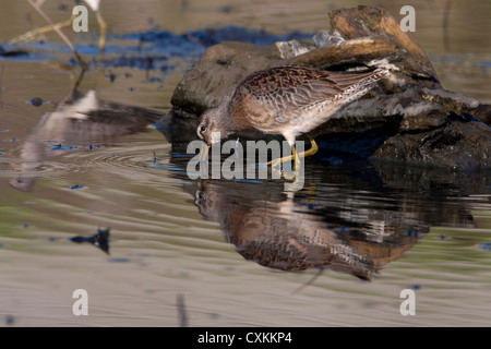 Long bec Limnodromus scolopaceus nourrir d'une réflexion dans l'eau à French Creek, l'île de Vancouver, BC, Canada Banque D'Images