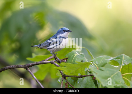 Paruline de Cerulean oiseau songbird perching dans l'arbre de chêne Banque D'Images