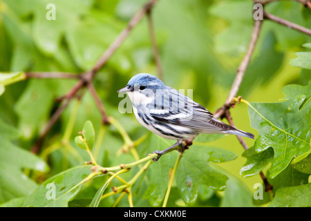 Paruline de Cerulean oiseau songbird perching dans l'arbre de chêne Banque D'Images