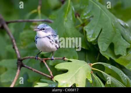 Paruline de Cerulean oiseau songbird perching dans l'arbre de chêne Banque D'Images