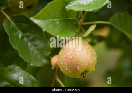 Close-up sur Apple Tree, Freiburg, Baden-Wurttemberg, Allemagne Banque D'Images