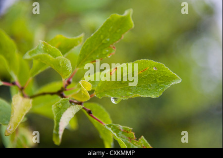 Close-up of Leaves on Tree, Freiburg, Baden-Wurttemberg, Allemagne Banque D'Images