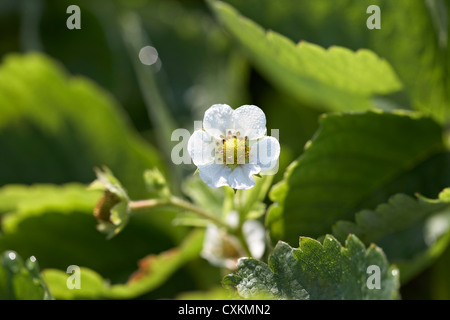 Close-up of Strawberry Blossom, DeVries ferme, Fenwick, Ontario, Canada Banque D'Images