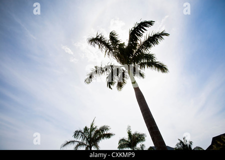 Palmier, Negril, Jamaïque Banque D'Images