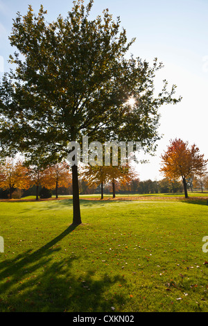 Golf avec arbres en automne, en Rhénanie du Nord-Westphalie, Allemagne Banque D'Images