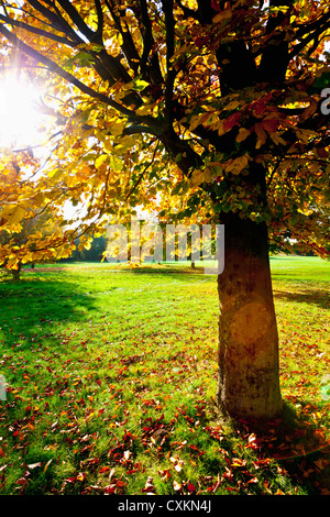 Golf avec arbres en automne, en Rhénanie du Nord-Westphalie, Allemagne Banque D'Images