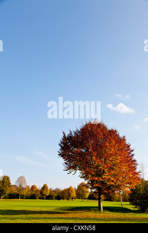 Golf avec arbres en automne, en Rhénanie du Nord-Westphalie, Allemagne Banque D'Images