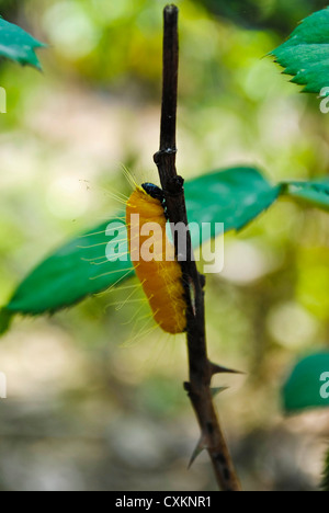 Luna Moth Caterpillar on Tree Banque D'Images