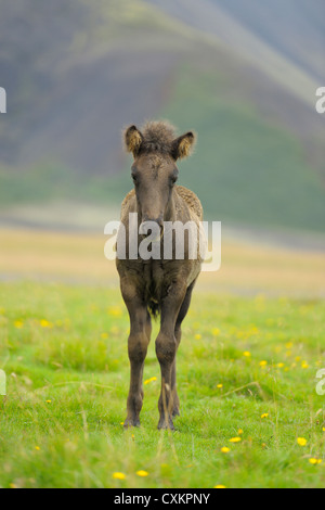 Cheval islandais, Poulain, Islande Banque D'Images