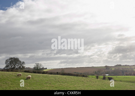 Des moutons paissant dans les collines, Scunthorpe, Lincolnshire, Angleterre Banque D'Images