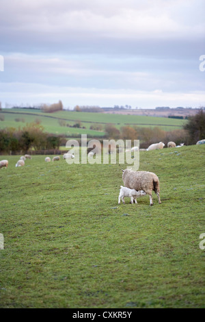 Des moutons paissant dans les collines, Scunthorpe, Lincolnshire, Angleterre Banque D'Images