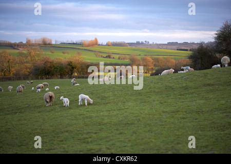 Des moutons paissant dans les collines, Scunthorpe, Lincolnshire, Angleterre Banque D'Images