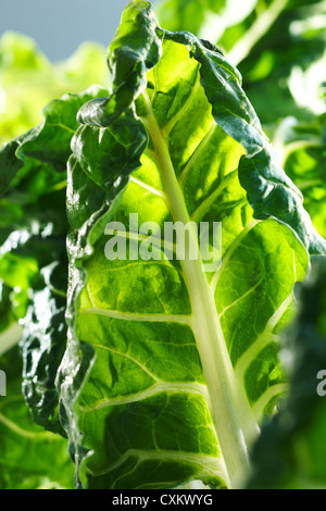 Close-up of Green Chard Banque D'Images