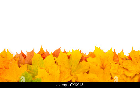 Les feuilles d'automne jaune isolé sur fond blanc Banque D'Images