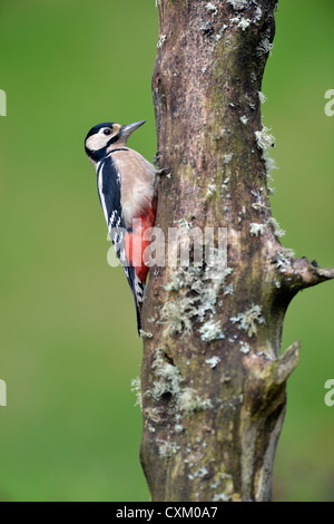 Great spotted woodpecker (Dendrocopos major) Banque D'Images