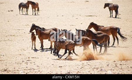 Chevaux sauvages du Namib Banque D'Images