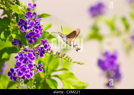 Hummingbird hawk-moth planant au-dessus d'une fleur (Macroglossum stellatarum) Banque D'Images