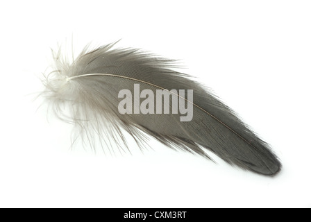 Plume noire isolé sur fond blanc Banque D'Images
