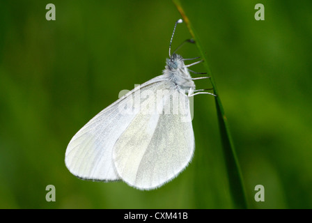 Blanc bois Buttterfly (Leptidea sinapis) dans les Pyrénées, Espagne. Banque D'Images