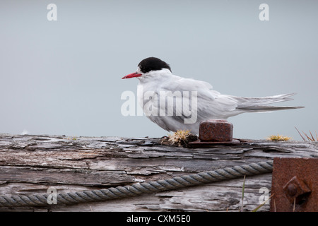 Sterne pierregarin (Sterna vittata antarctique georgiae), sous-espèce de la Géorgie du Sud, adulte en plumage nuptial Banque D'Images