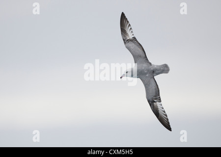 Le sud du Fulmar (Fulmarus glacialoides) en vol au dessus de la mer de Scotia. Banque D'Images