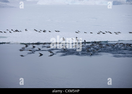 Manchot Adélie (Pygoscelis adeliae) par le biais d'un canal de tangage de glace dans la mer de Weddell en Antarctique. Banque D'Images