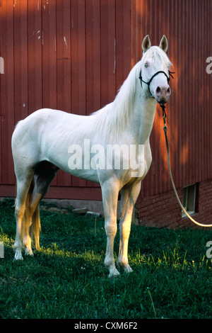 Le Missouri fox trotter "étalon x's white lightning' ; couleur : cremello w/yeux bleus / illinois Banque D'Images