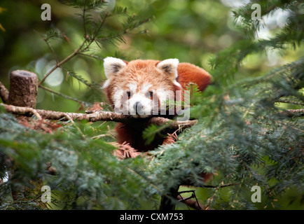 Panda rouge mâle dans l'arbre Banque D'Images